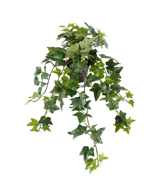 Eføy hengeplante i potte 60 cm
