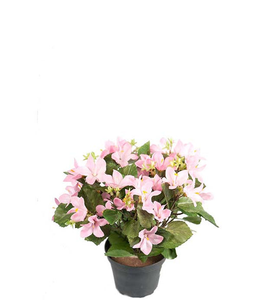 Campanula lys rosa i potte 25 cm