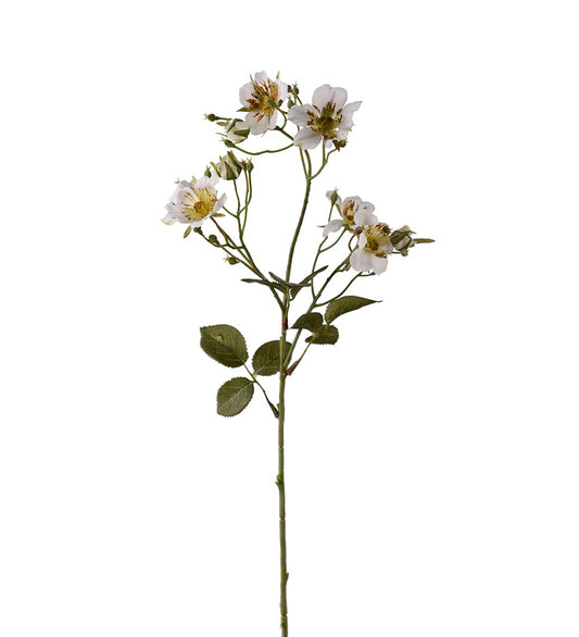 Japansk klatrerose hvit 35 cm