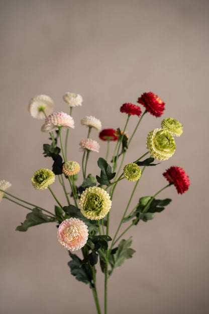 Chrysanthemum rosa 60 cm