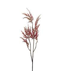 Japansk lønn 75 cm