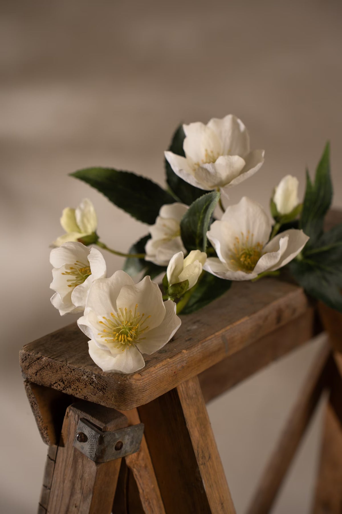 Christmas rose white 57 cm