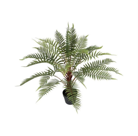 Ormbunke i potte 80 cm