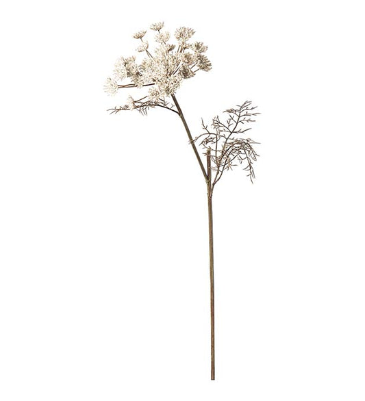Vildmorot krem 70 cm