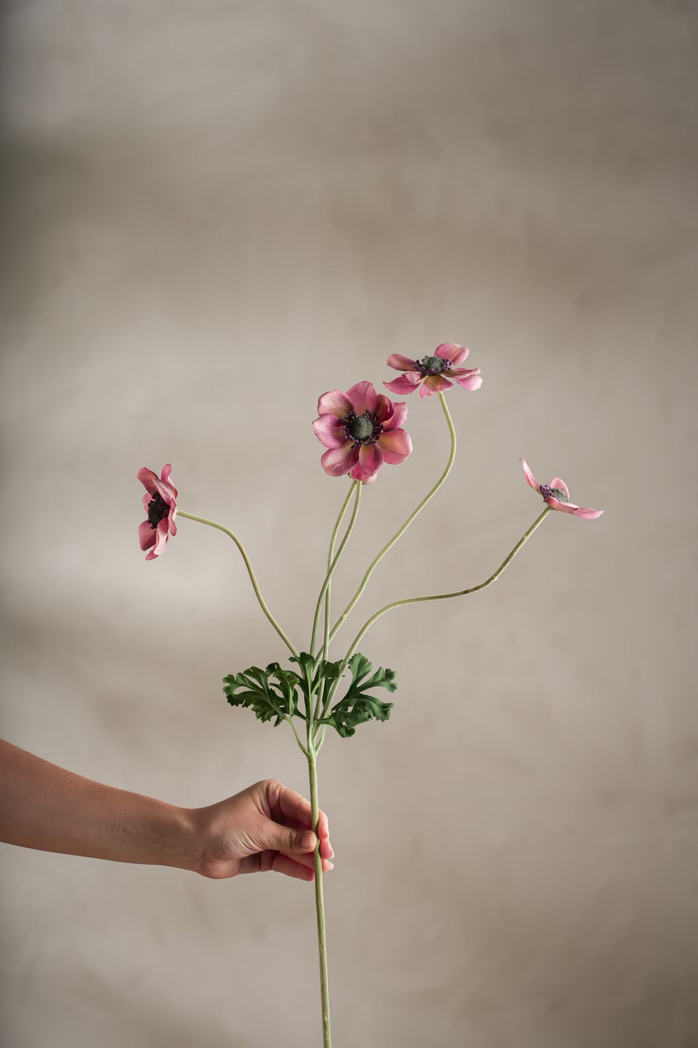 Anemone lilla 75 cm