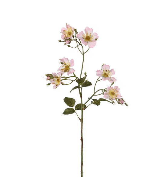 Japanese climbing rose pink 35 cm
