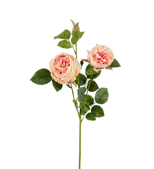 Rose gren fersken 60 cm