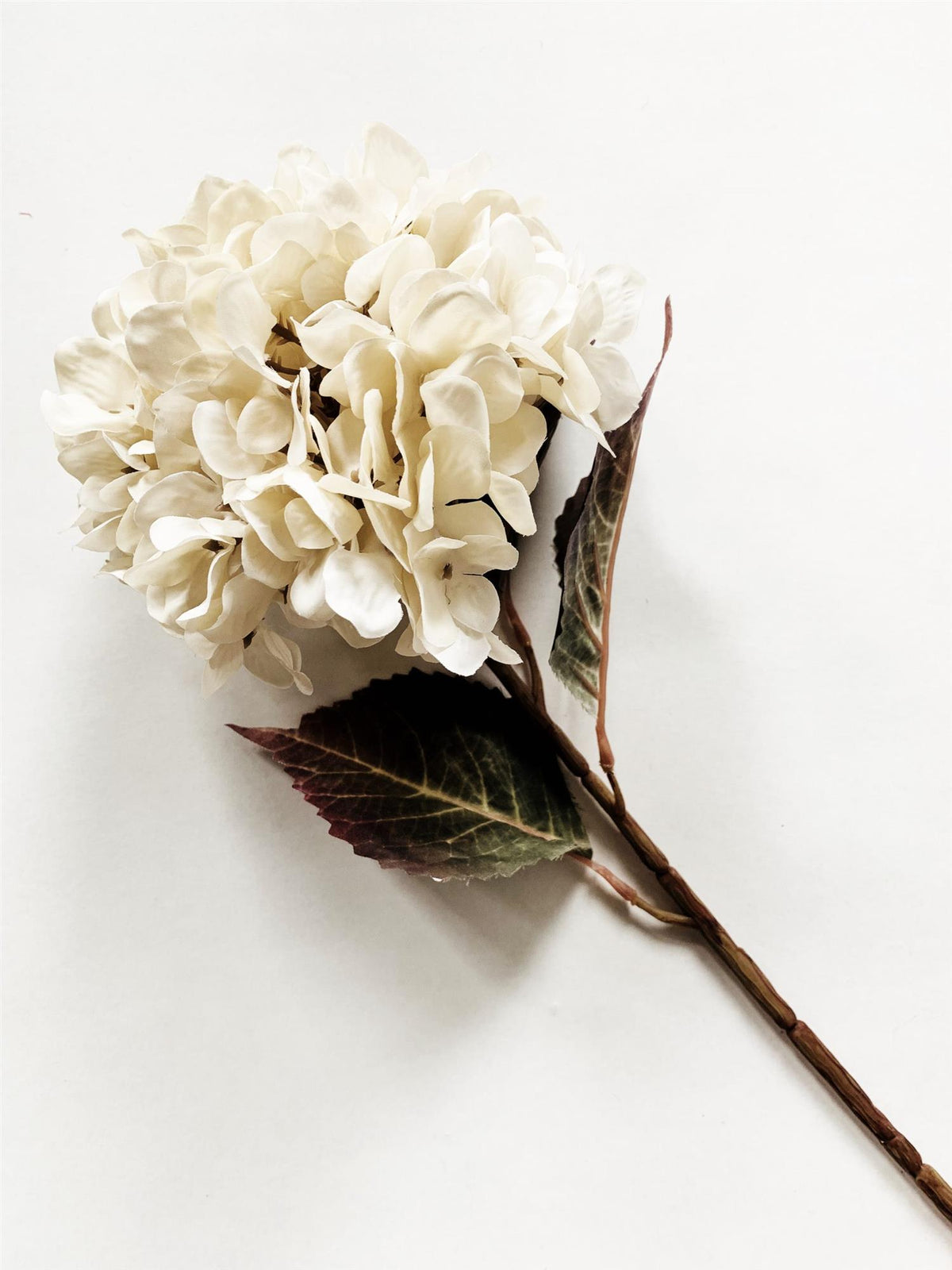 Hortensia krem 66 cm