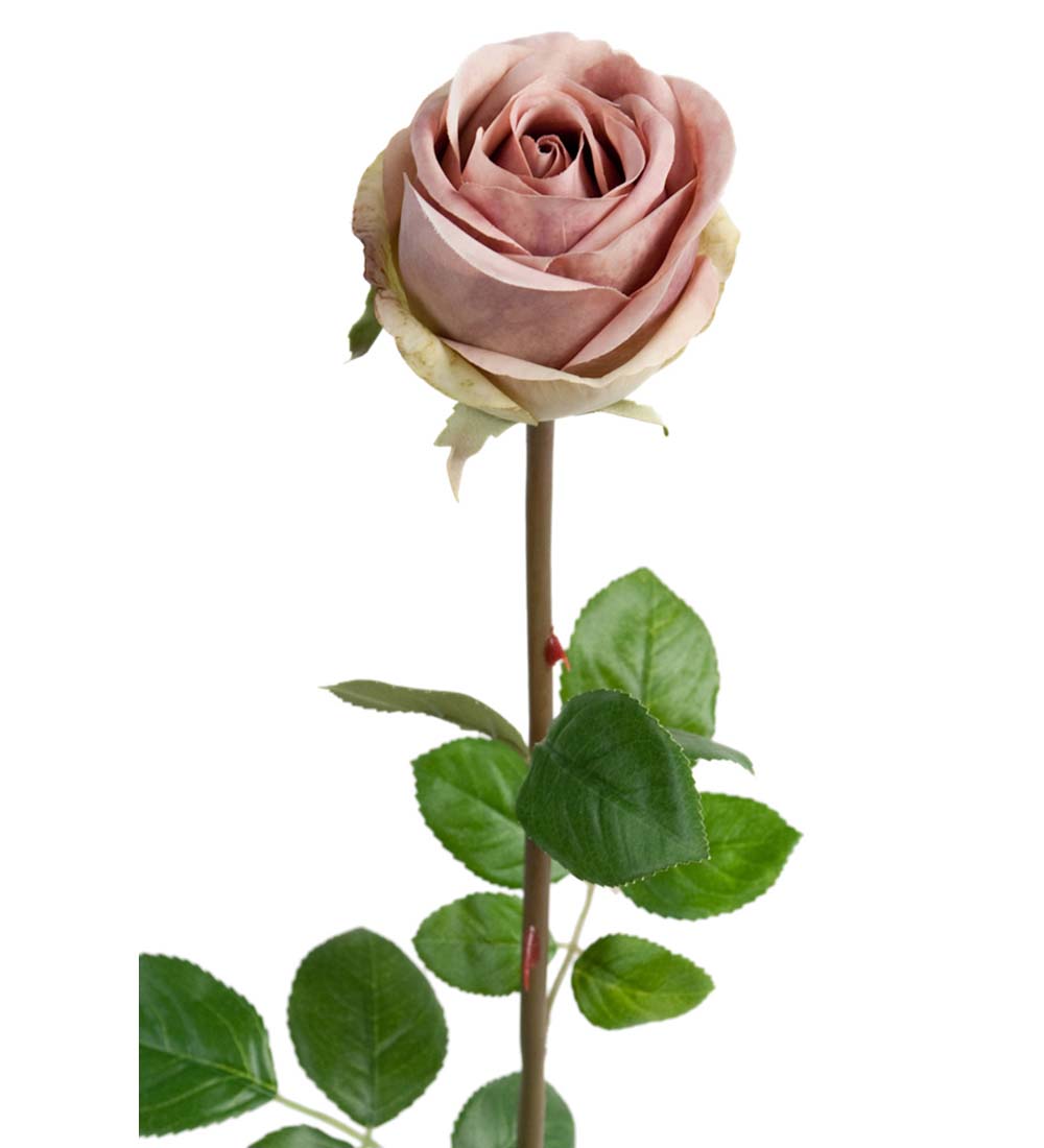 Rose old rose 75 cm