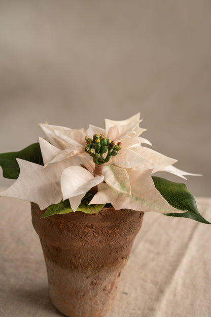 Julestjerne Lys Rosa i potte 10 cm
