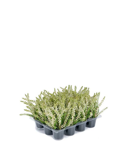 Lyng hvit i potte 18 cm