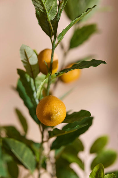 Potted lemon tree 90 cm