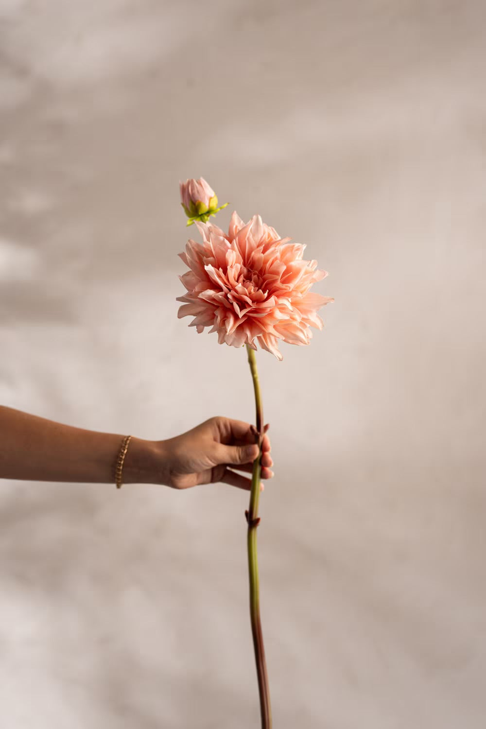 Dahlia fersken 70 cm