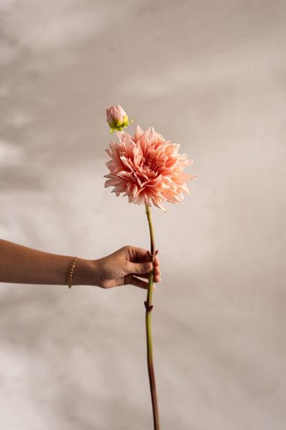Dahlia fersken 70 cm