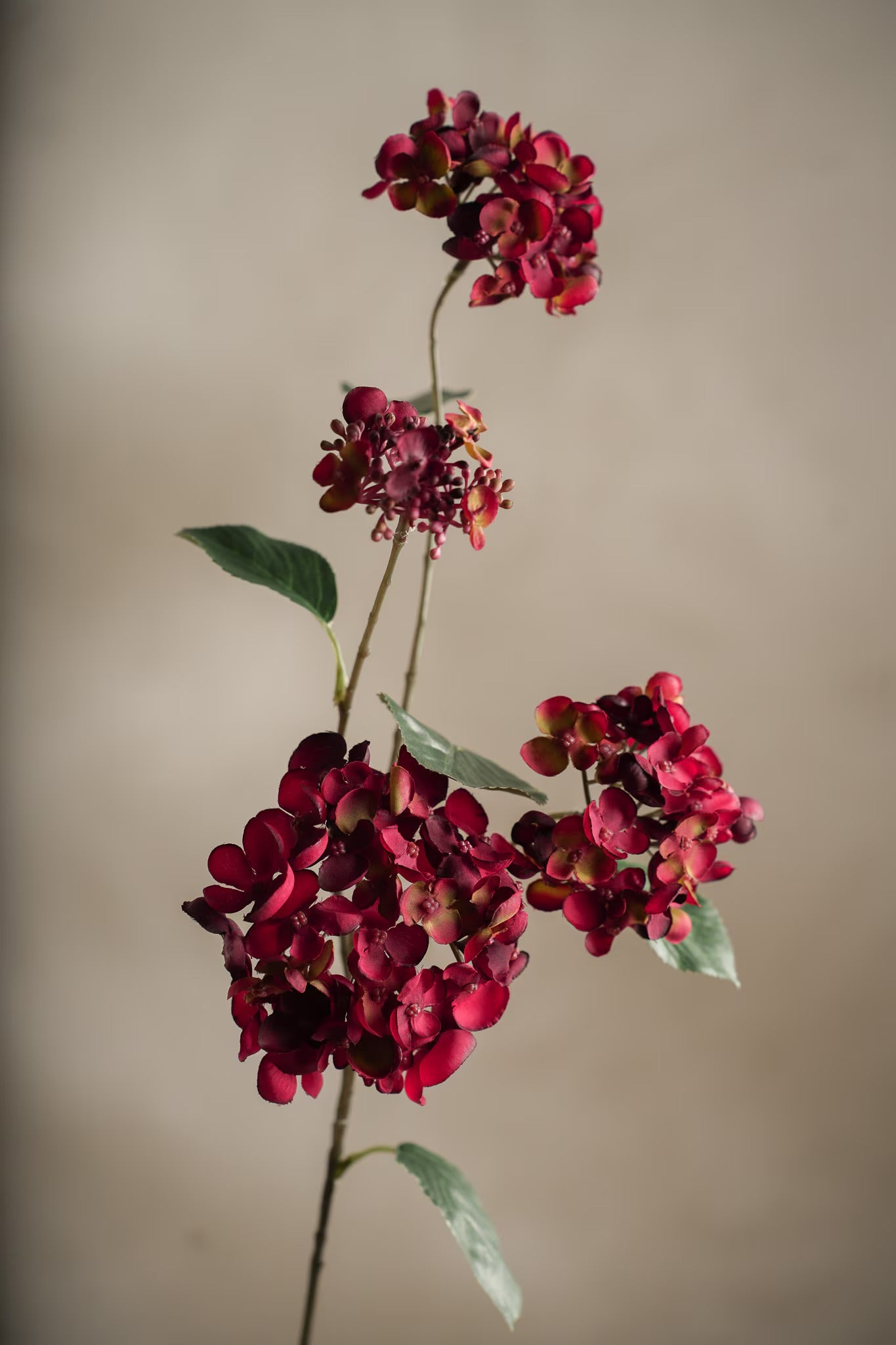 Hortensia rød 80 cm