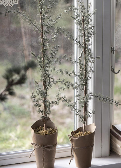 Sedertre i potte 75 cm