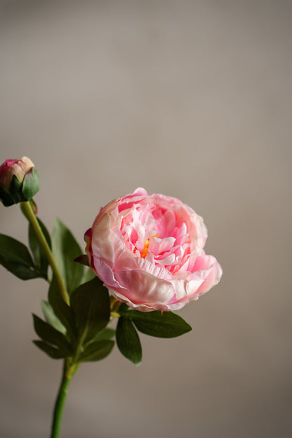 Pion lys rosa 58 cm