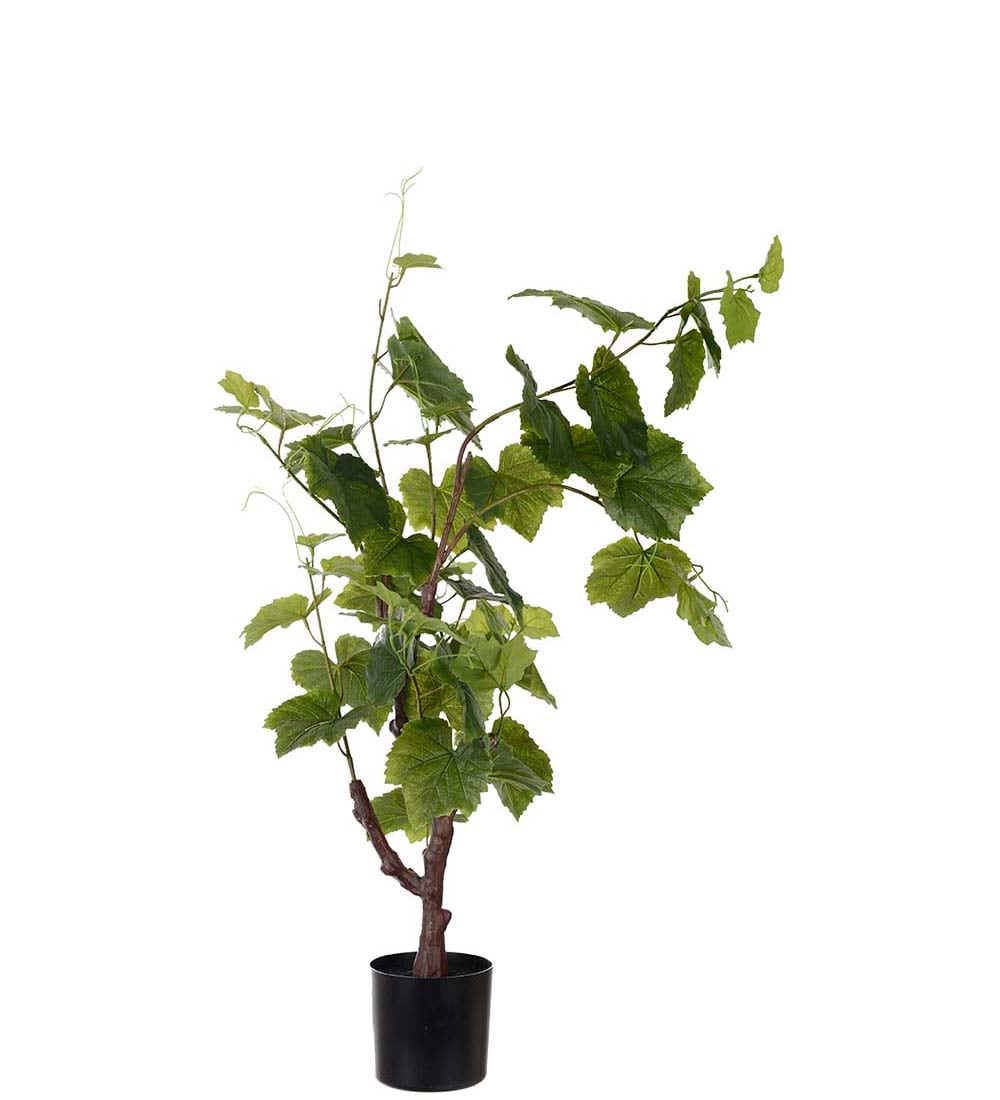 Drueplante i potte 90 cm