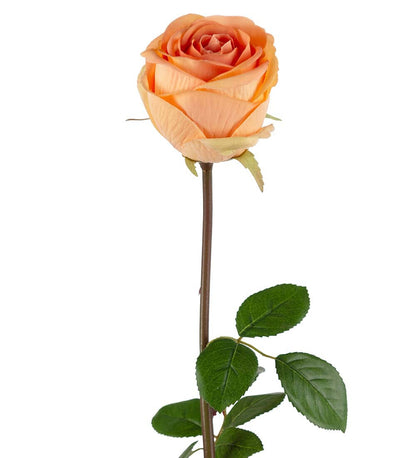 Apricot rose 75 cm
