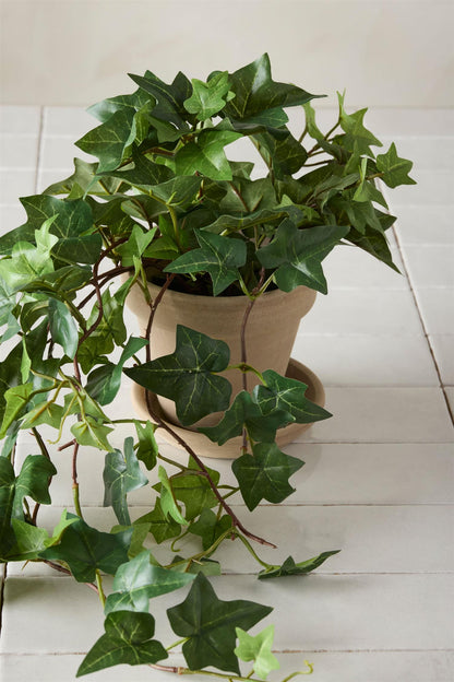 Ivy hanging plant in pot 60 cm