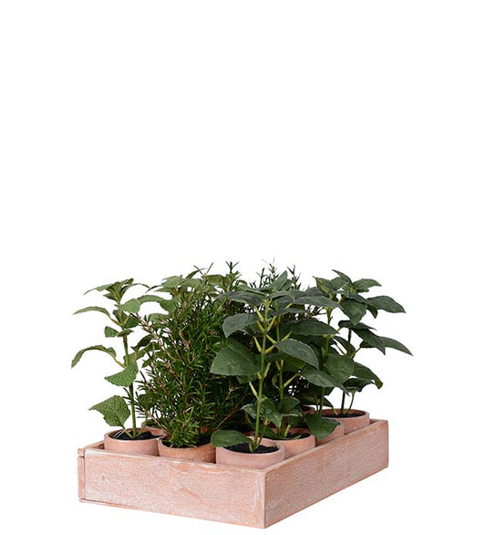 Krydderplante i potte 22 cm