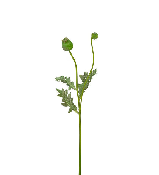 Poppy pod green 75 cm