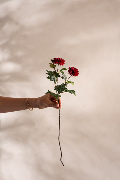 Chrysanthemum burgunder 53 cm