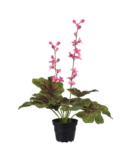 Coral bells in pot cerise pink 45 cm