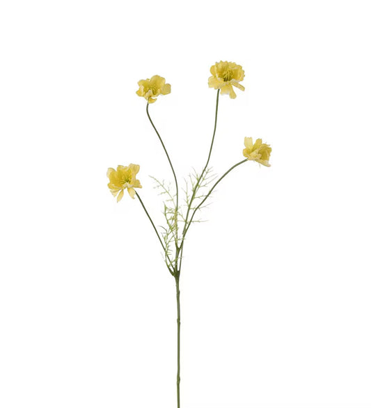 Cosmos yellow 55 cm