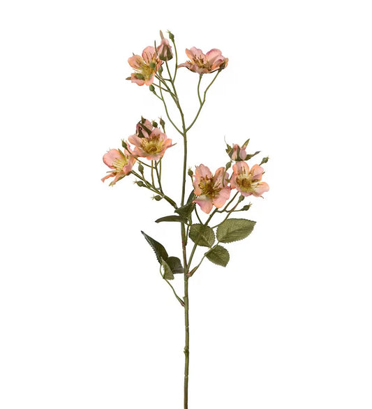 Japanese climbing rose apricot 65 cm