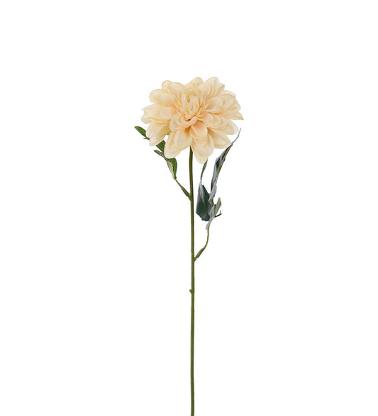Zinnia beige 45 cm