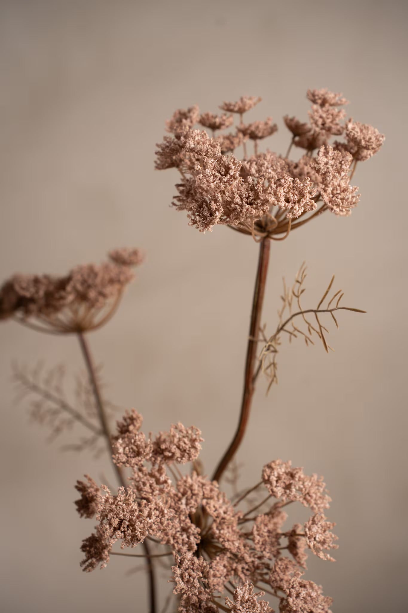Wild Carrot pink 80 cm