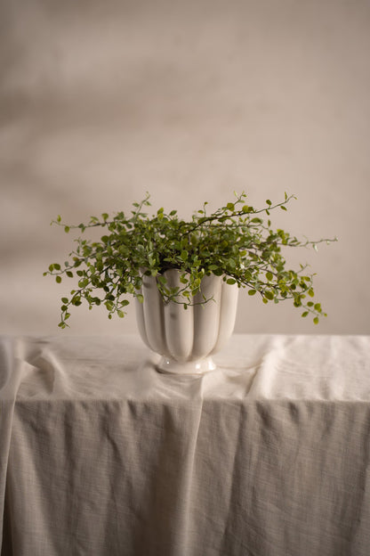 Muehlenbeckia in pot 25 cm