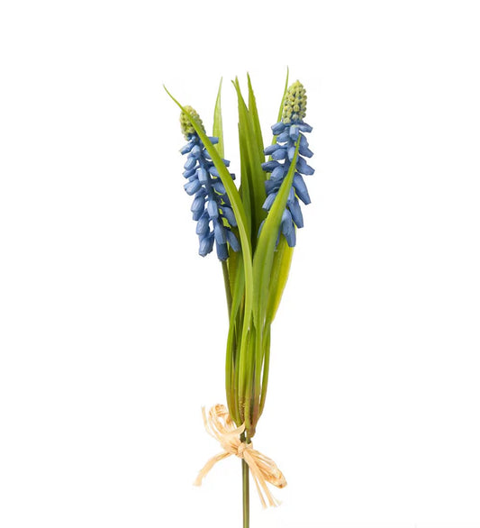 Grape hyacinth light blue 20 cm