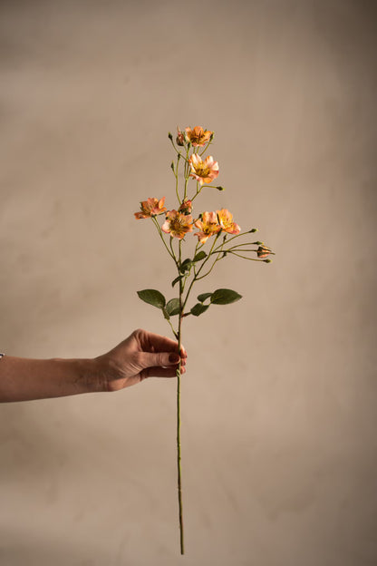 Japanese climbing rose apricot 65 cm