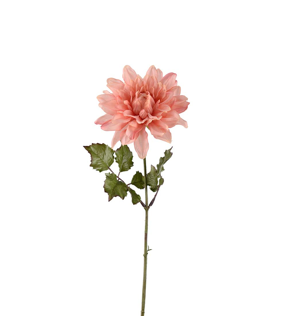 Dahlia peach pink 45 cm