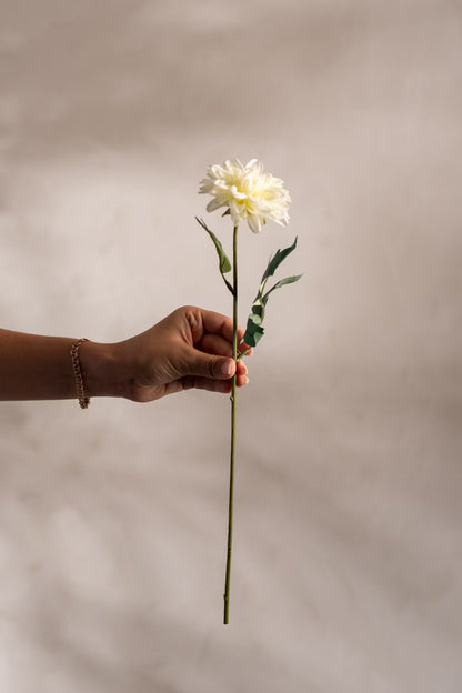 Zinnia beige 45 cm