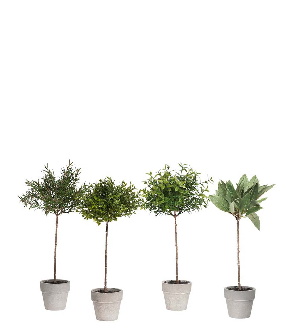 Krydderplante 28 cm