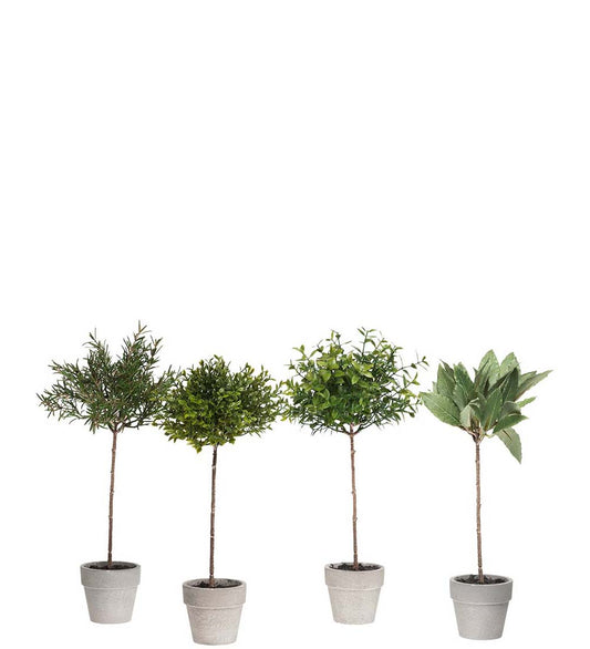 Krydderplante 28 cm