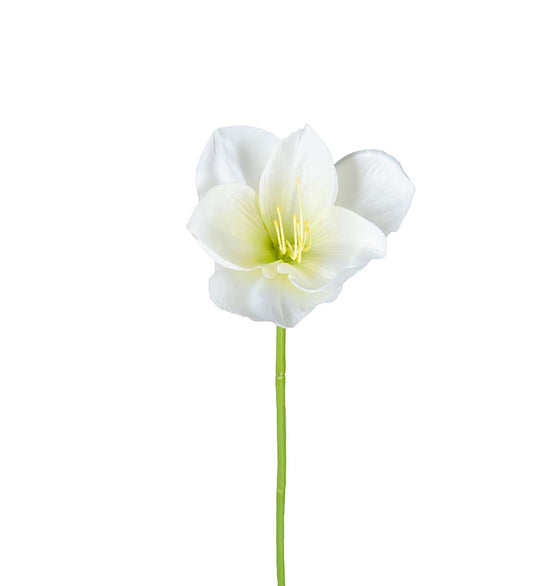 Amaryllis hvit 40 cm