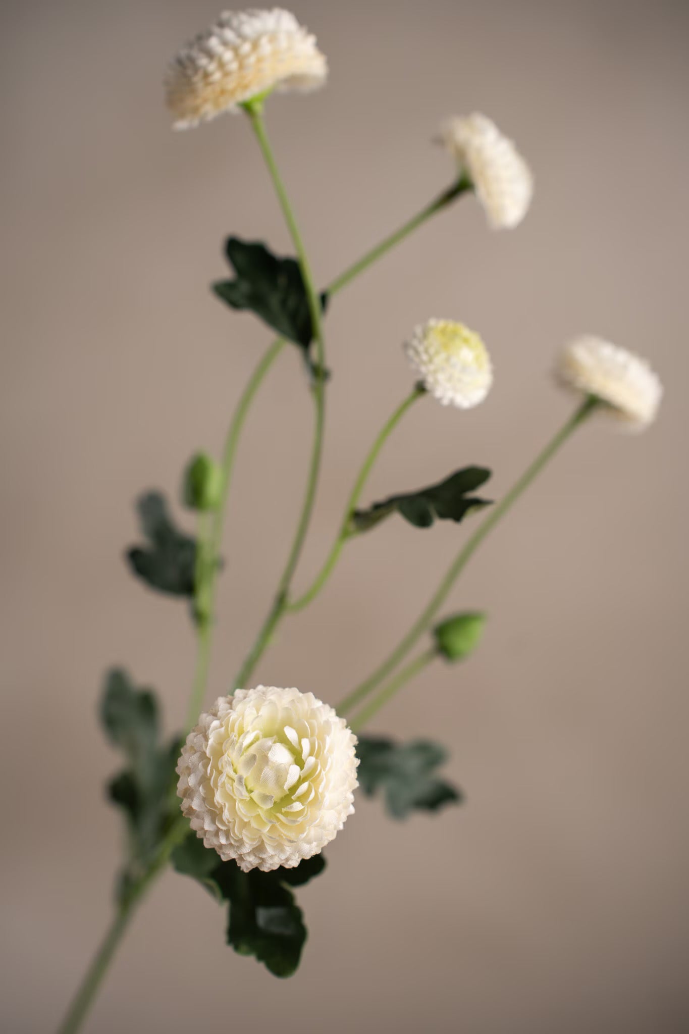 Chrysanthemum hvit 60 cm