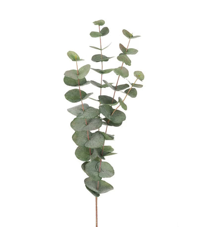 Eucalyptus grønn 60 cm