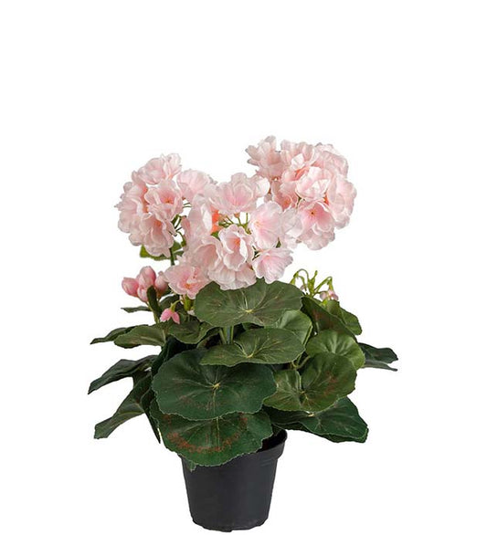 Pelagonia i potte 35 cm