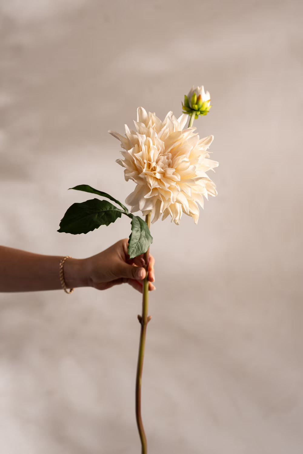 Dahlia krem 70 cm