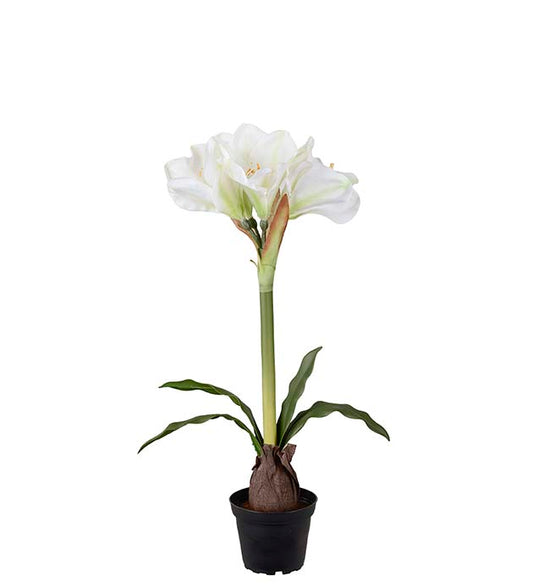 Amaryllis hvit i potte 50 cm