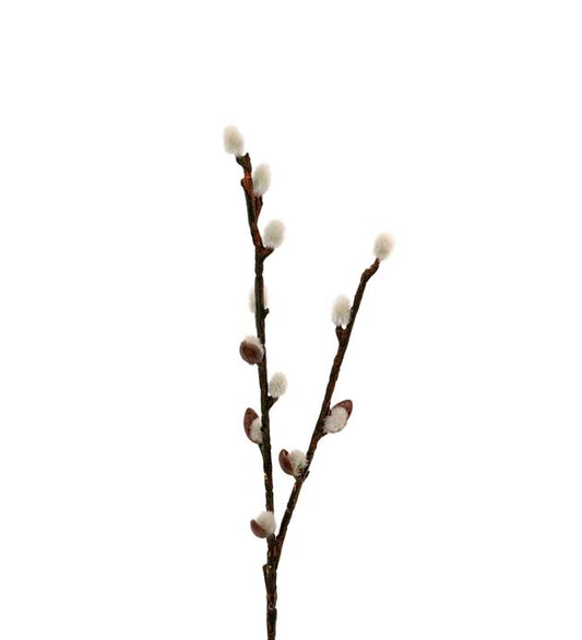Gåsungekvist 36 cm