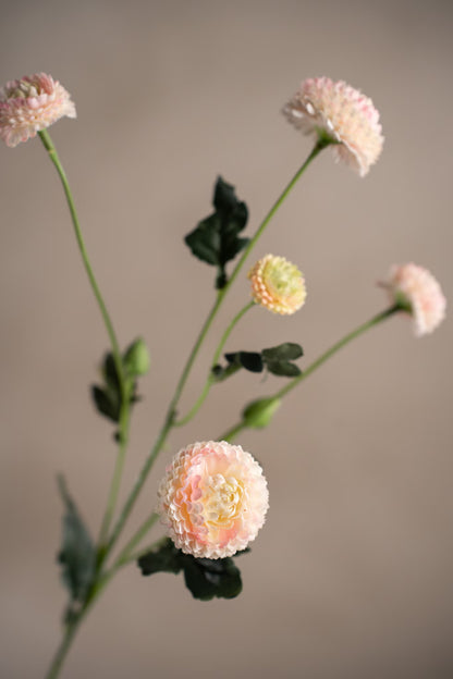 Chrysanthemum rosa 60 cm
