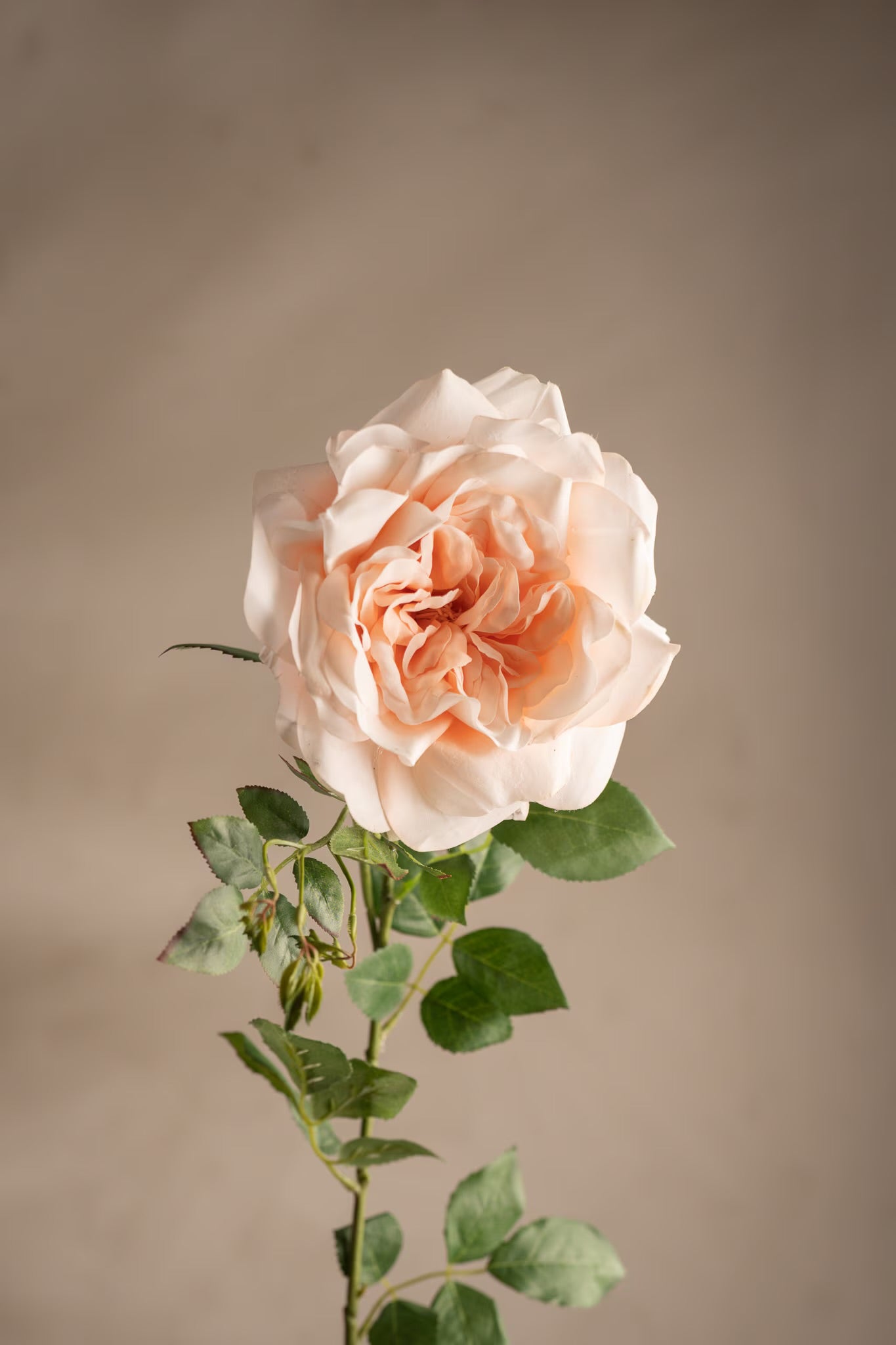 Rose fersken 90 cm