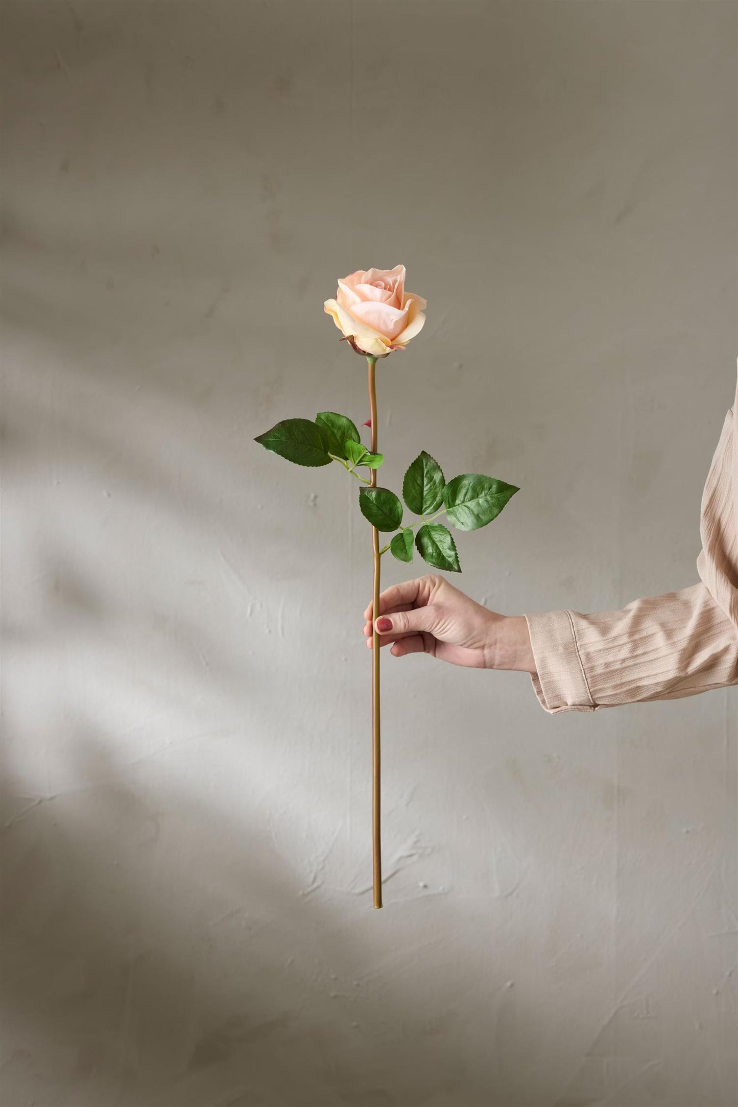 Rose apricot 65 cm