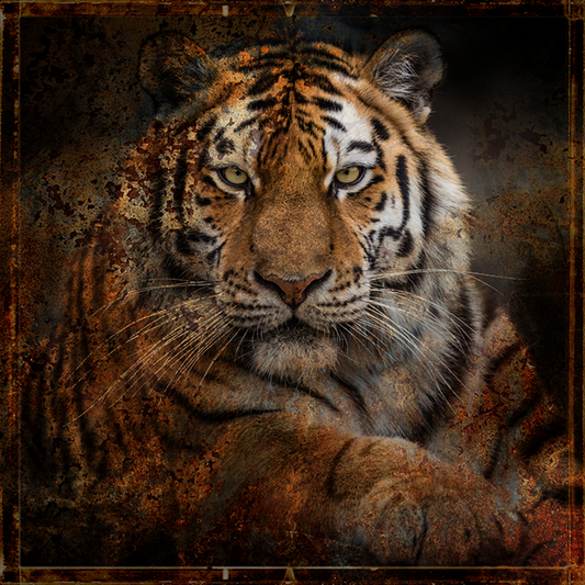 Pleksiglass bilde Redbone 100x100 cm